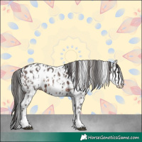 Horse Color:Liver Chestnut Sabino Splash Appaloosa  and Brown Sabino Splash Appaloosa 
