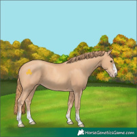 Horse Color:Gold Champagne 