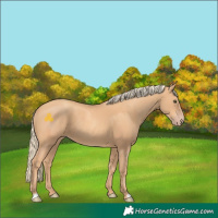 Horse Color:Gold Champagne 