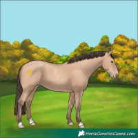 Horse Color:Amber Champagne 