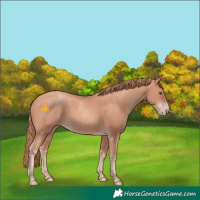 Horse Color:Gold Champagne 