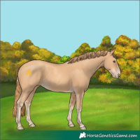 Horse Color:Gold Champagne 