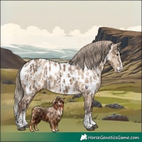 Horse Color:Liver Red Dun Sabino Splash Near Leopard  and Red Dun Sabino Splash Near Leopard 