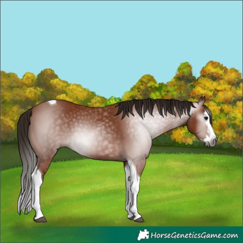 Horse Color:Gray Bay Splash Tobiano 