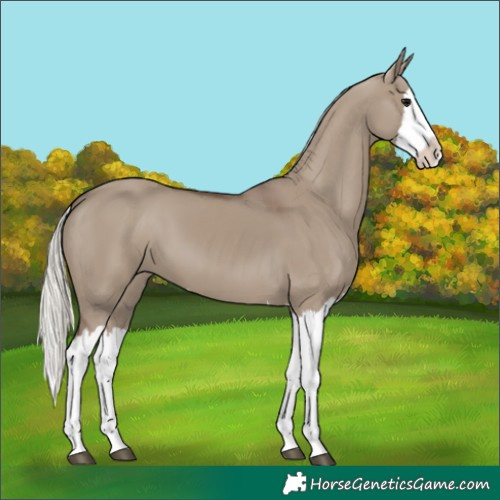 Horse Color:Silver Grullo Splash 
