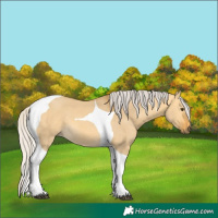 Horse Color:Silver Buckskin Dun Tobiano 