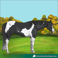 Horse Color:Black Tobiano 