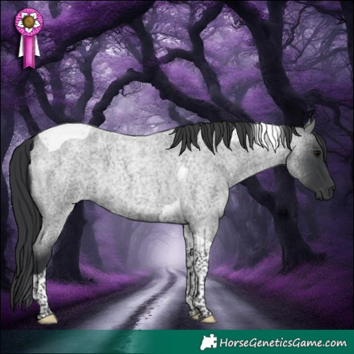 Horse Color:Blue Roan Tobiano 