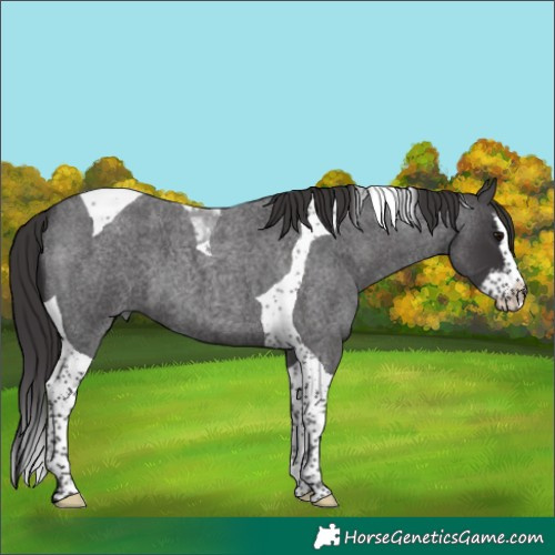 Horse Color:Smoky Blue Roan Splash Tobiano 