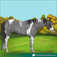 Horse Color:Smoky Blue Roan Splash Tobiano