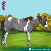 Horse Color:Smoky Blue Roan Splash Tobiano 