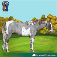 Horse Color:Liver Red Roan Splash Tobiano 