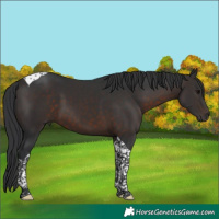 Horse Color:Brown Tobiano 