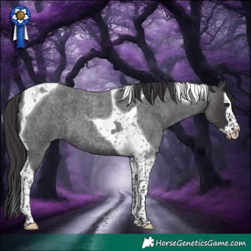 Horse Color:Smoky Blue Roan Splash Tobiano