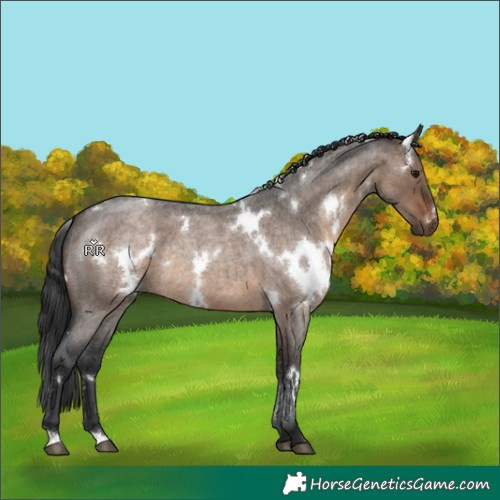 Horse Color:White Spotted Brown Roan Dun Rabicano 