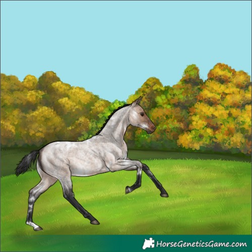 Horse Color:White Spotted Brown Roan Dun Rabicano 