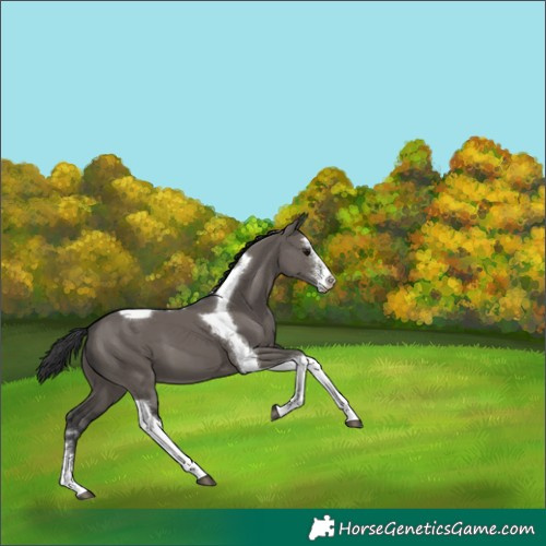 Horse Color:Grullo Sabino Tobiano 