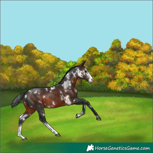 Horse Color:White Spotted Brown Sabino 