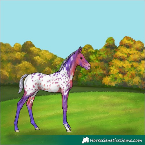 Horse Color:Unknown 