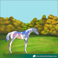 Horse Color:Watercolor White Spotted Bay Tobiano Rabicano 