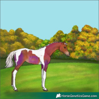 Horse Color:Silver Bay Tobiano Rabicano 