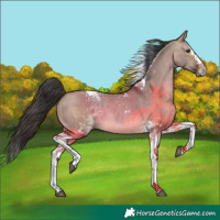 Horse Color:Brown Dun Splash Tobiano