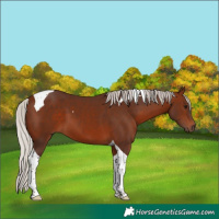 Horse Color:Silver Bay Tobiano 