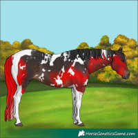 Horse Color:White Spotted Brown Tobiano 