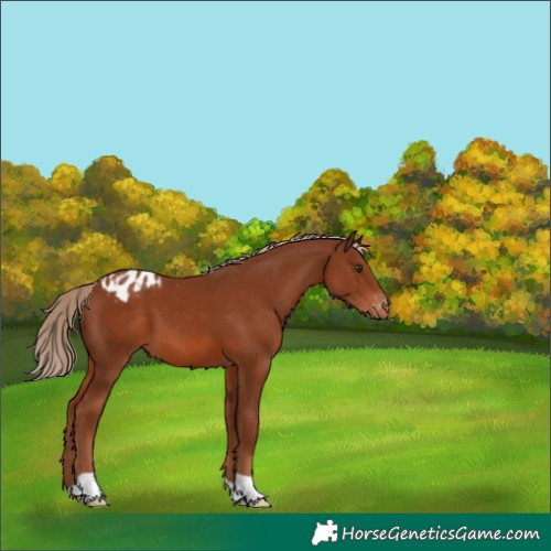 Horse Color:Chestnut Appaloosa 