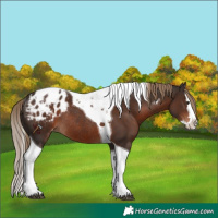 Horse Color:Liver Chestnut Splash Tobiano Appaloosa Rabicano 