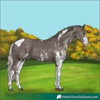 Horse Color:White Spotted Silver Black Tobiano