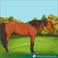 Horse Color:Bay 