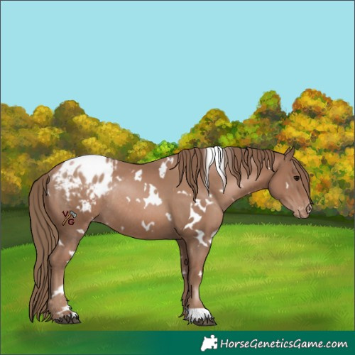 Horse Color:White Spotted Black Pearl Appaloosa Rabicano 