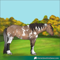 Horse Color:White Spotted Brown Dun
