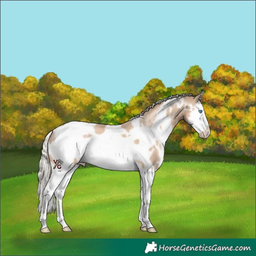 Horse Color:White Spotted Chocolate Palomino Snowdrop Splash Frame 