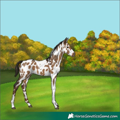 Horse Color:Gray Liver Red Dun Tobiano Appaloosa 