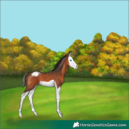 Horse Color:Bay Splash Appaloosa 