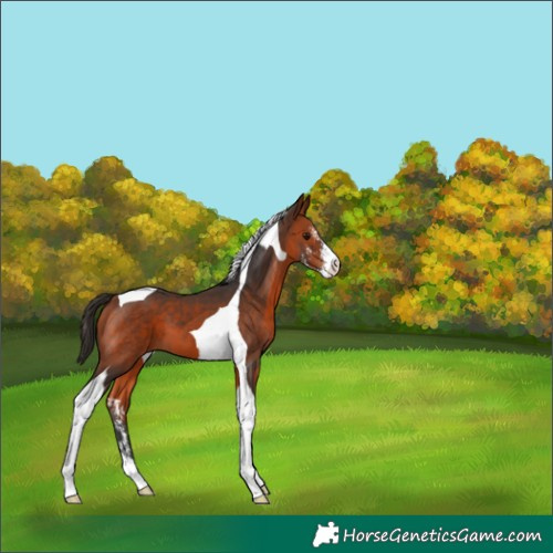 Horse Color:Bay Sabino Tobiano 