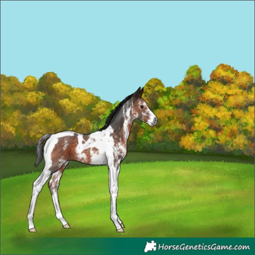 Horse Color:Gray Bay Sabino Tobiano 