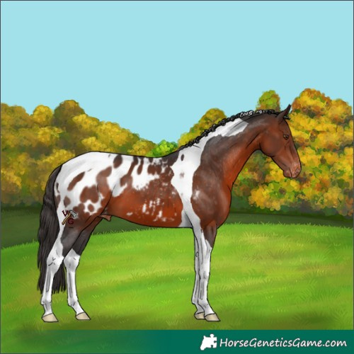 Horse Color:Brown Tobiano Appaloosa 