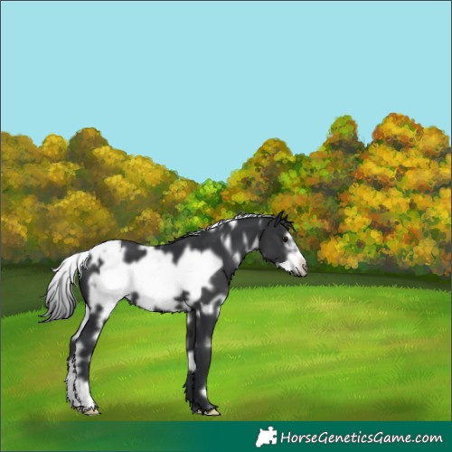 Horse Color:White Spotted Black Frame 