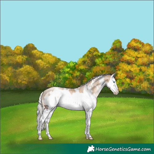 Horse Color:White Spotted Liver Chestnut Snowdrop Pearl Splash Frame Rabicano