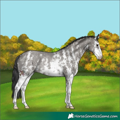 Horse Color:Grullo Sabino Rabicano 