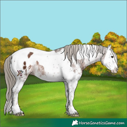 Horse Color:White Spotted Liver Chestnut Splash Tobiano Appaloosa Rabicano 