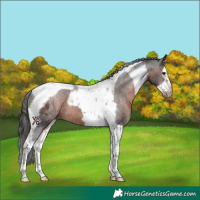 Horse Color:Brown Splash Tobiano Frame Appaloosa Rabicano 