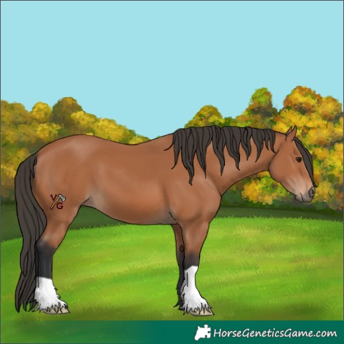 Horse Color:Bay 