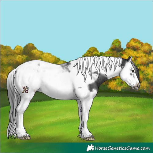 Horse Color:Black Splash Tobiano Frame Rabicano 