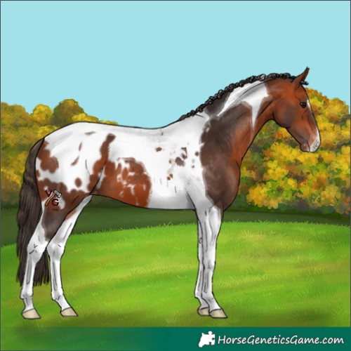 Horse Color:Bay Tobiano Appaloosa 