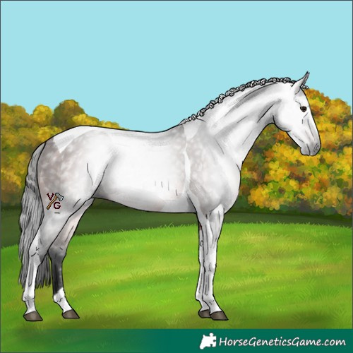 Horse Color:Gray Bay Tobiano 