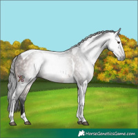 Horse Color:Gray Bay Tobiano 